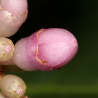 Medinilla multiflora Merr.